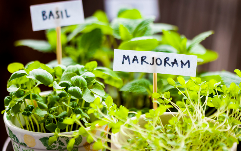 herb garden for DIY hobbies 